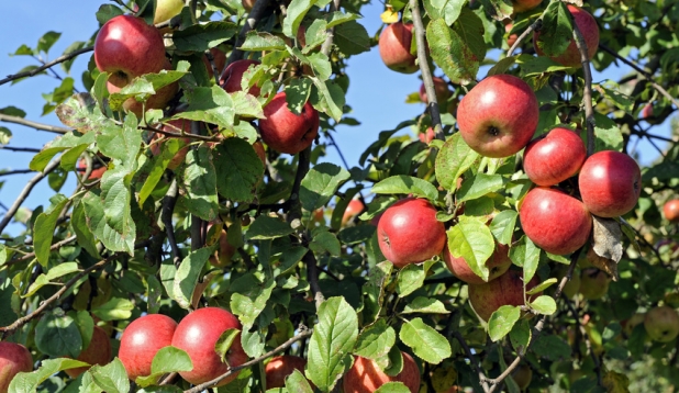 Apfelbaum mit vielen roten Äpfeln