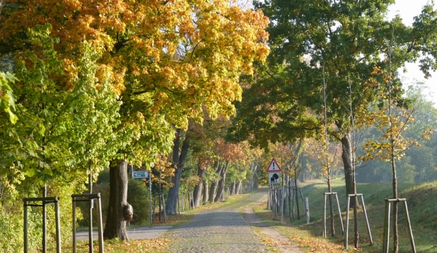 Allee in Klein Kubitz auf Rügen. Foto von: Silke Stephan