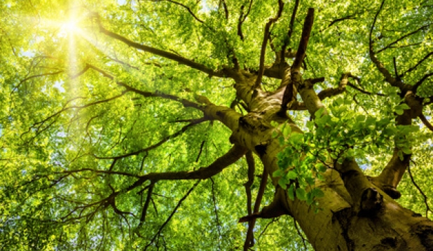 ein Baum im Wald