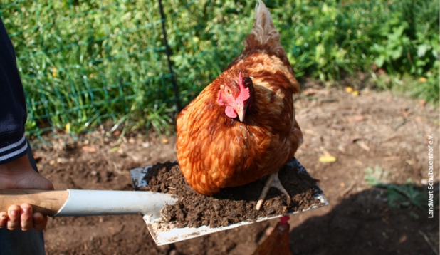 ein Huhn sitzt auf einem Spaten