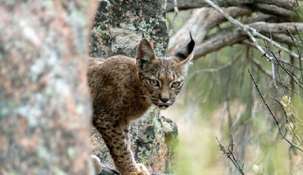 ein Luchs klettert auf einem Baum