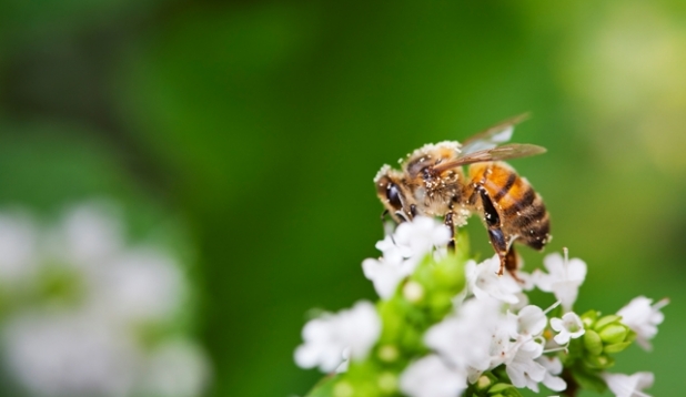 eine Biene auf einer Blüte
