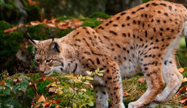 ein Luchs in der Wildnis