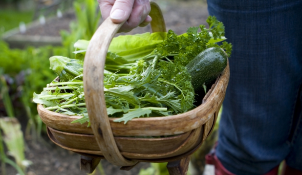 eine Person traegt im Garten einen Korb mit Gemuese