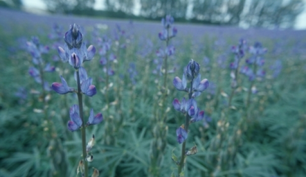 Feld mit Legumenosen