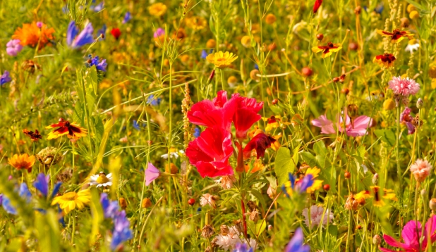 eine Wiese mit Feldblumen