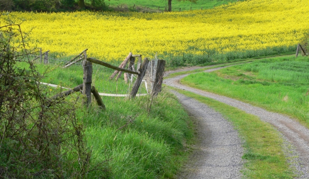 ein Feldweg zwischen Wiesen und einem bluehendem Rapsfeld