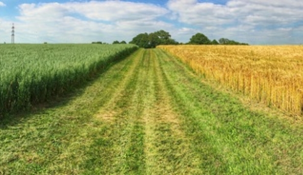 ein Feldweg zwischen zwei Getreidefeldern im Sommer