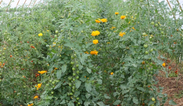 Gewaechshaus mit Tomatenpflanzen