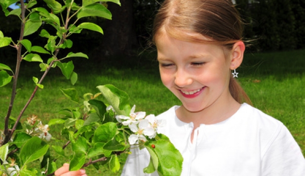 ein Kind und ein bluehender Apfelbaum