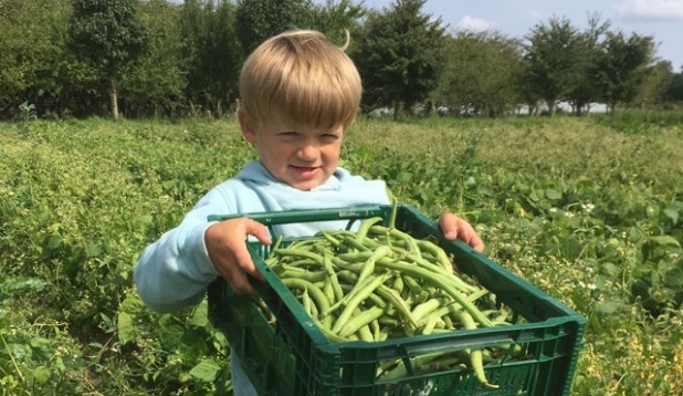 ein Kind traegt einen mit Bohnen gefuellten Korb bei der Ernte auf dem Feld