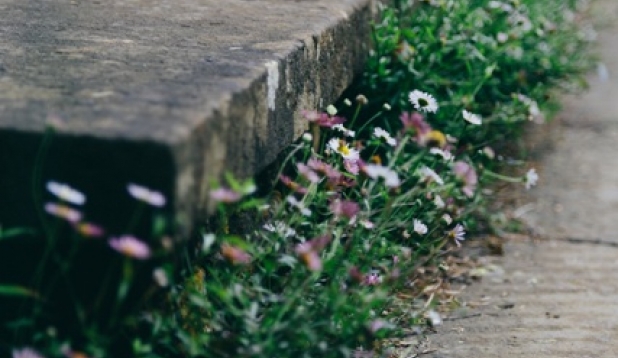 eine mit Blumen bewachsene Treppe