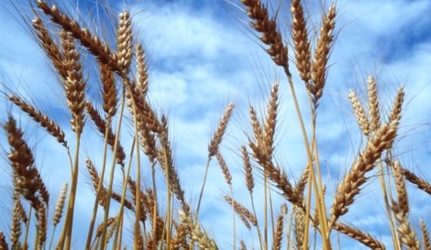 Weizen auf einem Feld