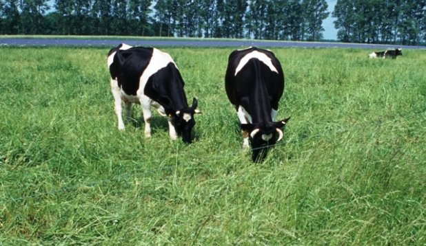 Schwarzbunte Kuehe auf einer Wiese