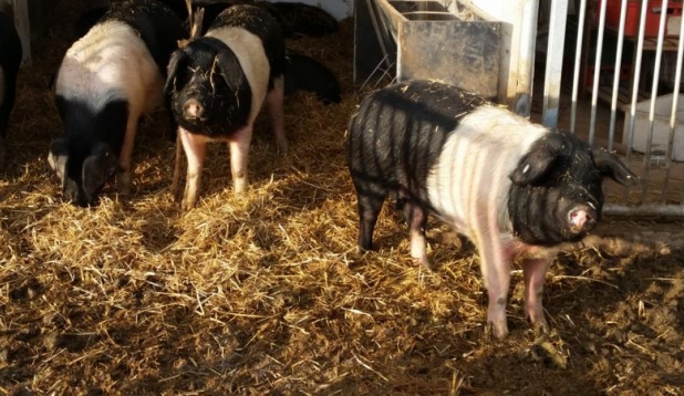 Schweine im Stall
