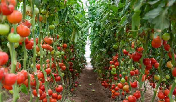 Tomatenpflanzen mit reifen Tomaten in einem Gewaechshaus