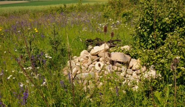 eine Wiese mit einem Steinhaufen und vielen Wildblumen und Kraeutern